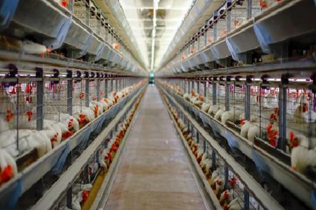 poultry production (7)